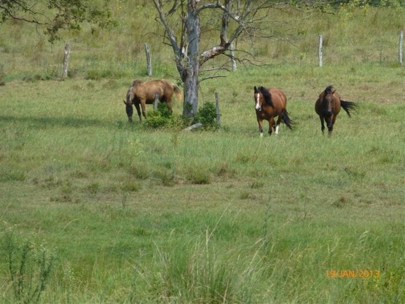 98 Cross Road, Numulgi NSW 2480