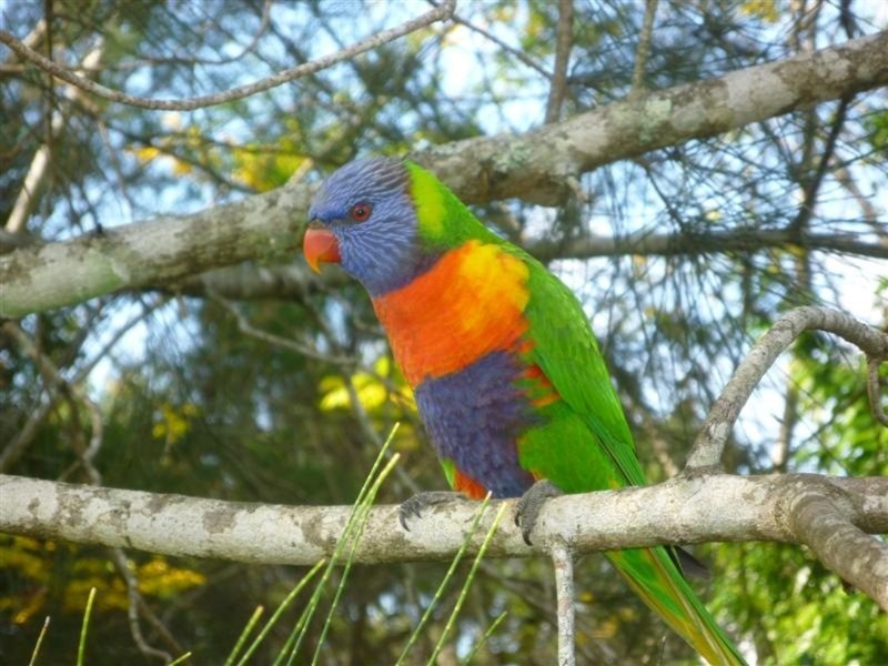 10 Belleridge Road, Nimbin NSW 2480