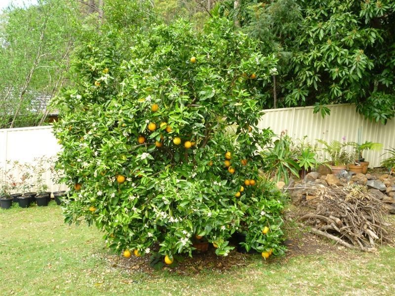 Goonellabah NSW 2480