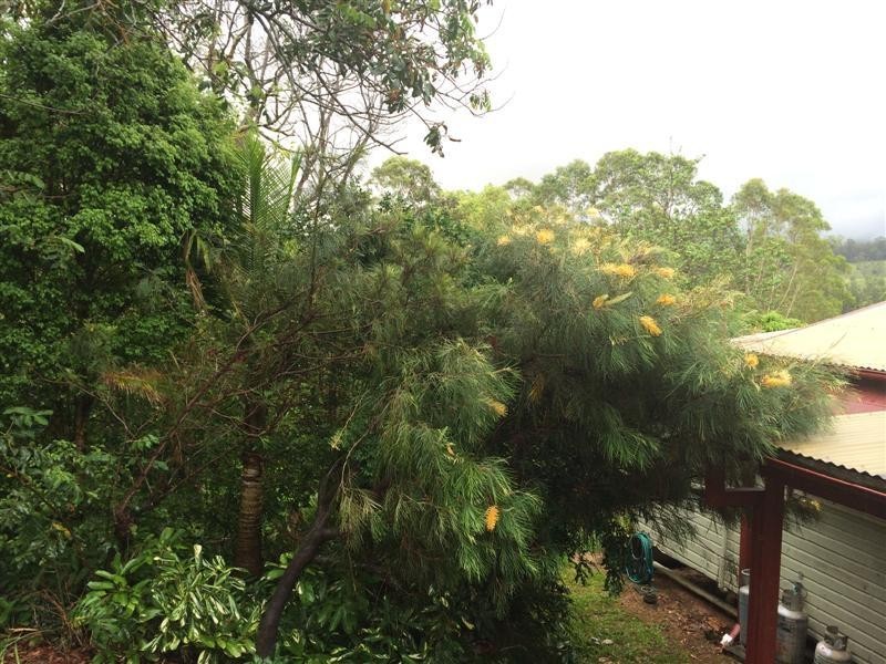 186 Gungas Road, Nimbin NSW 2480