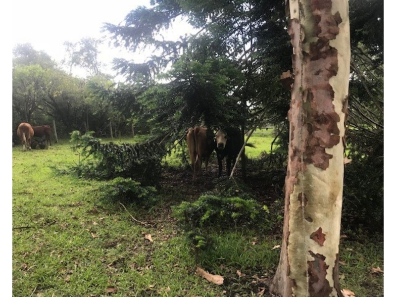 1533 Nimbin Road, Goolmangar NSW 2480