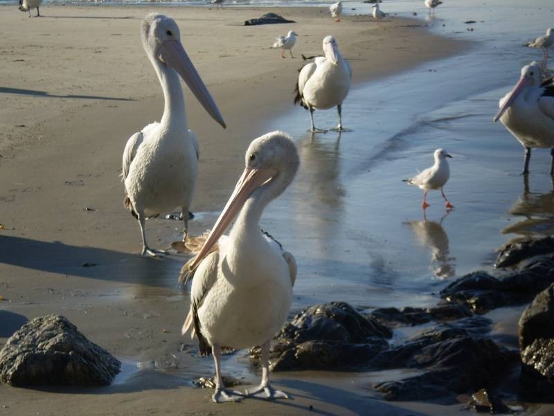 25 Poinsettia Crescent, Brooms Head NSW 2463