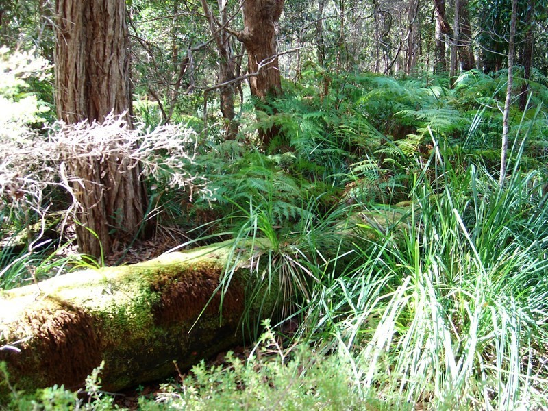 Pillar Valley NSW 2462