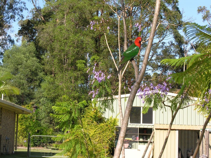 Gulmarrad NSW 2463