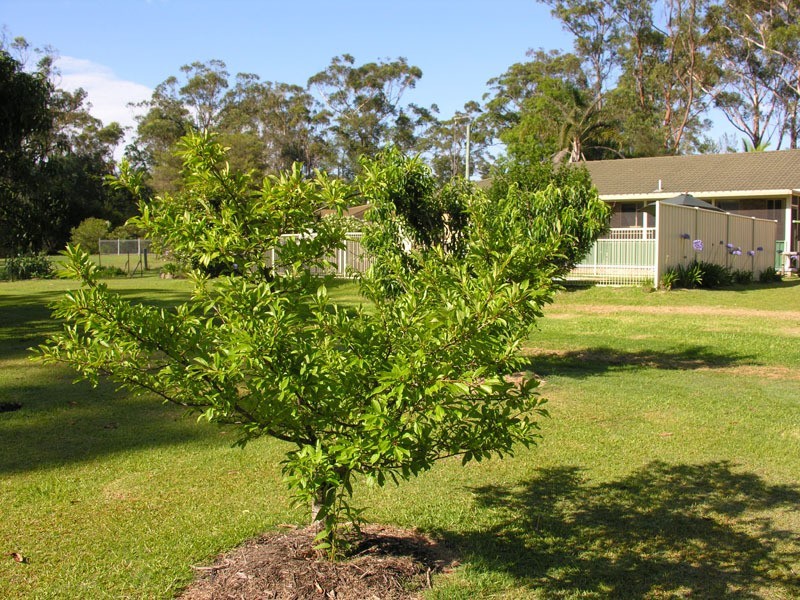 Gulmarrad NSW 2463