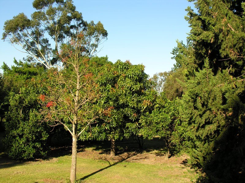 Lawrence NSW 2460