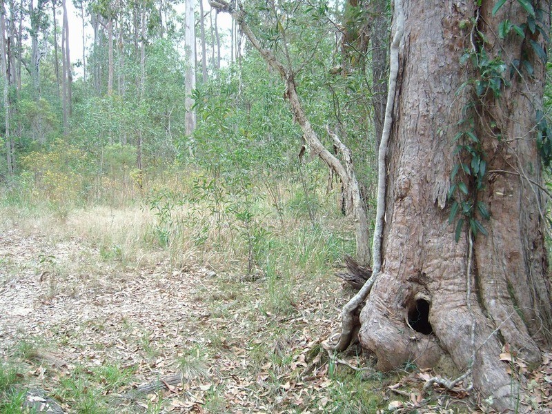 Tullymorgan NSW 2463