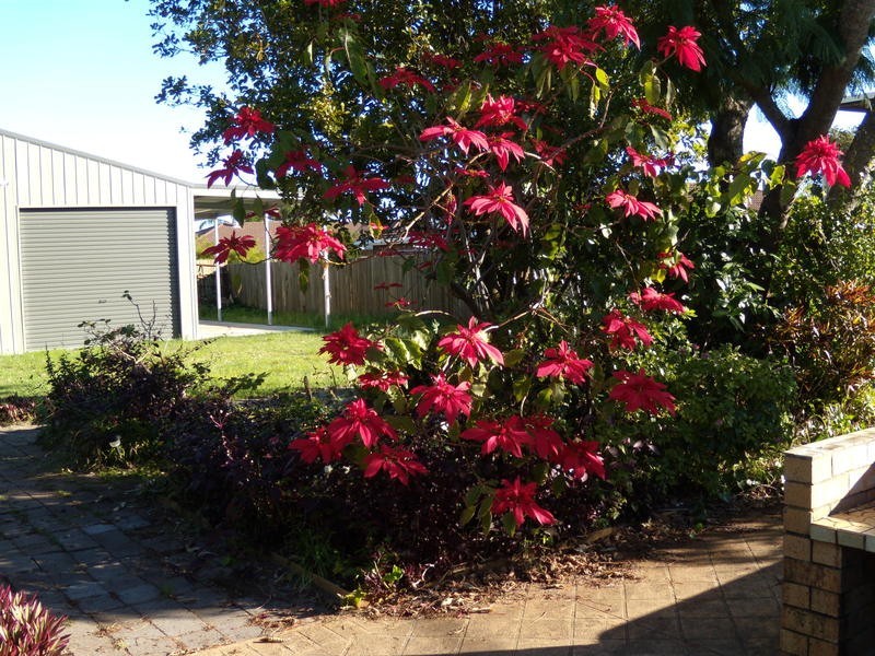 2 Roseland Avenue, Yamba NSW 2464