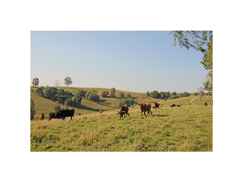 76 Mangrove Creek Road, Tullymorgan NSW 2463