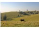 76 Mangrove Creek Road, Tullymorgan NSW 2463