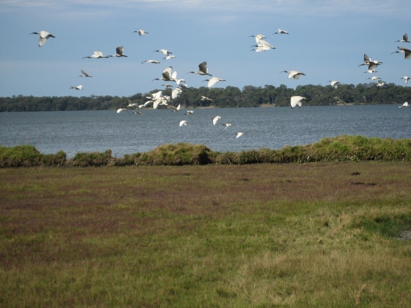 Yamba NSW 2464
