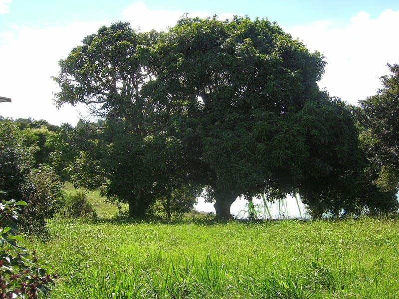 Lawrence NSW 2460