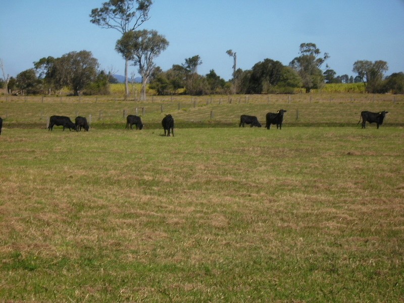 Lower Southgate NSW 2460