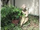 Maclean NSW 2463