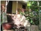 Maclean NSW 2463