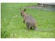 Ilarwill NSW 2463