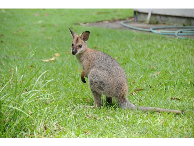 Ilarwill NSW 2463