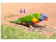 Gulmarrad NSW 2463