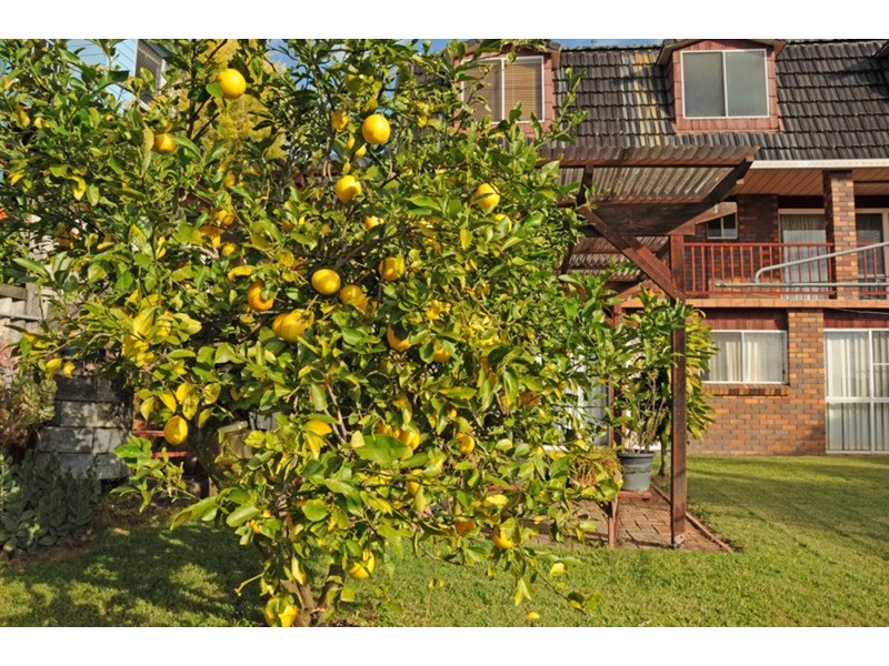 Maclean NSW 2463