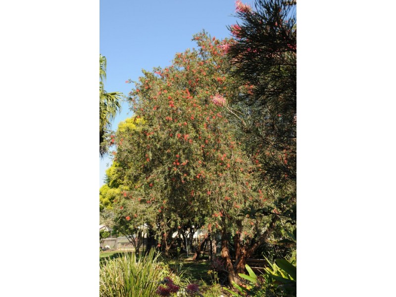 49 Richmond Street, Lawrence NSW 2460