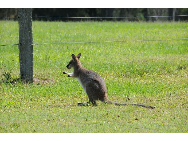 Lot 19 Sunset Close, Ashby NSW 2463