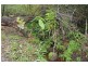 Lot 81  Whipbird Drive, Ashby NSW 2463