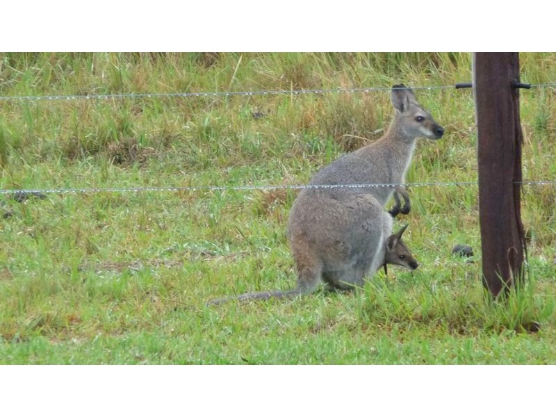 146 Tullymorgan Rd, Lawrence NSW 2460