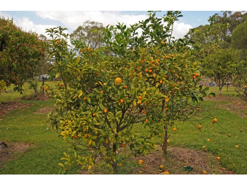 345 Brooms Head Road, Gulmarrad NSW 2463