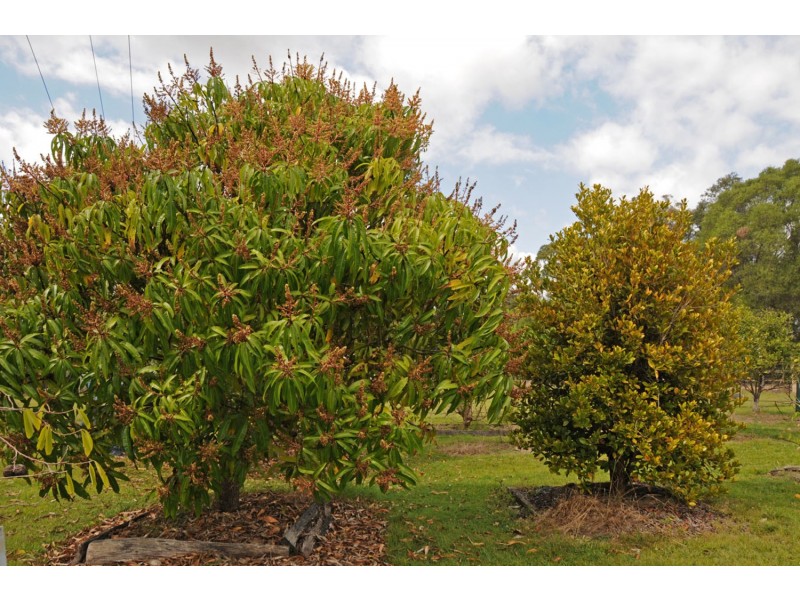 345 Brooms Head Road, Gulmarrad NSW 2463