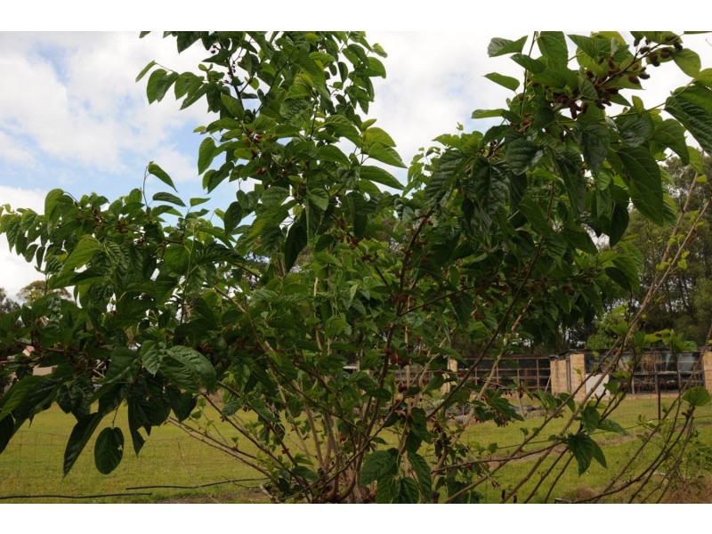 345 Brooms Head Road, Gulmarrad NSW 2463