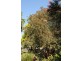 49 Richmond Street, Lawrence NSW 2460