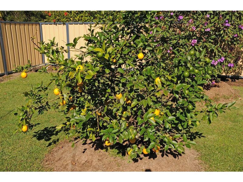 52 – 54 Havelock Street, Lawrence NSW 2460