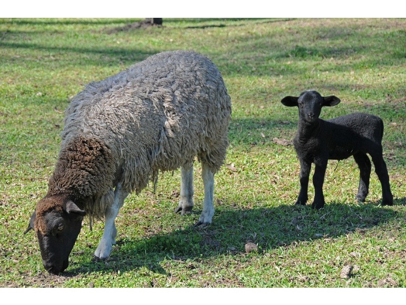 111 Wants Road, Lawrence NSW 2460