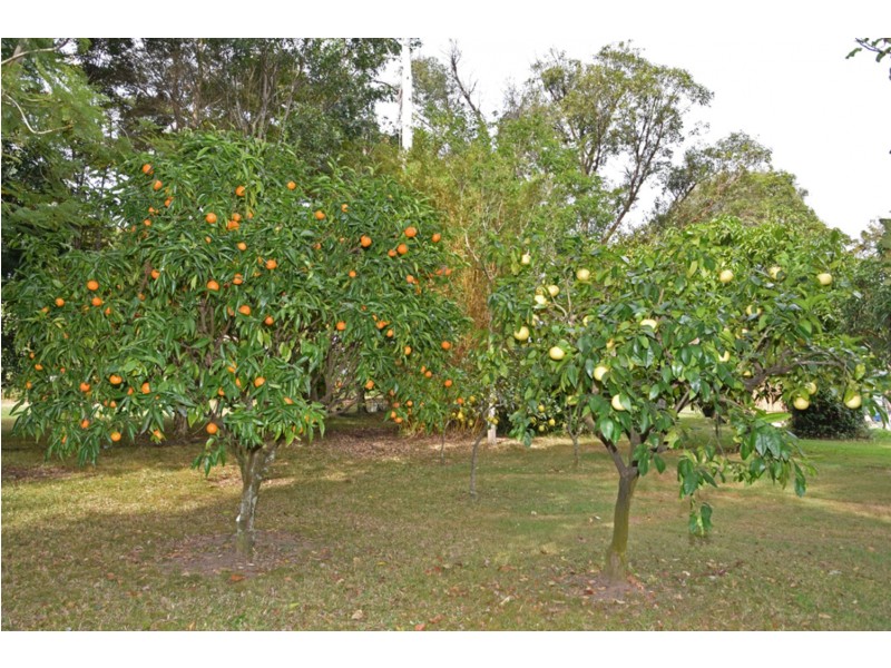 337 Kings Creek Road, Lawrence NSW 2460