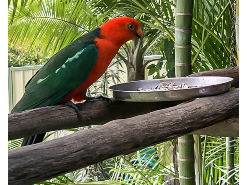 5 Byron Street, Cardiff NSW 2285