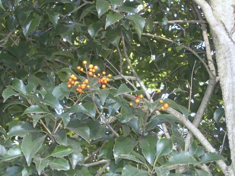 24/2-4 Wrights Avenue, Marrickville NSW 2204