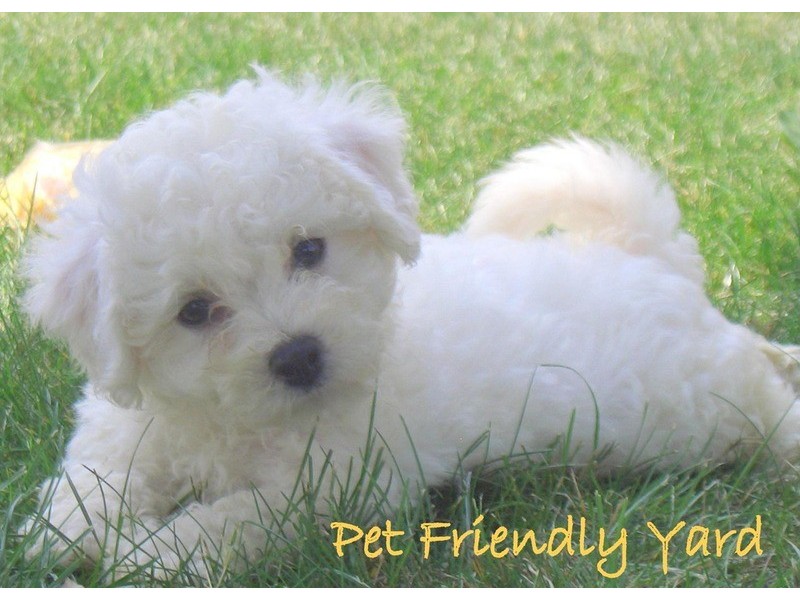 2/51 Courtney Road, Padstow NSW 2211