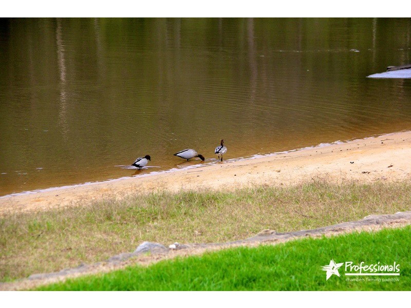 66 Apex Avenue, Picnic Point NSW 2213