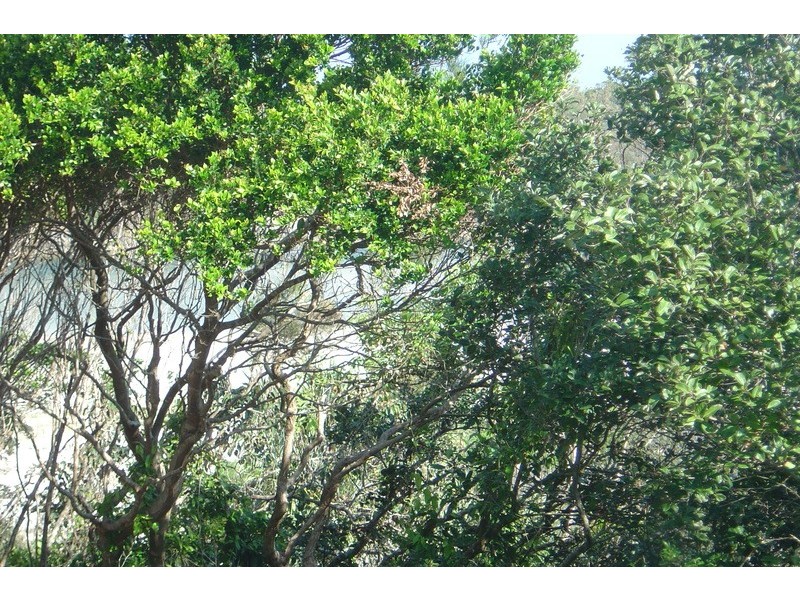 1/7-9 Elanora Avenue, Pottsville NSW 2489