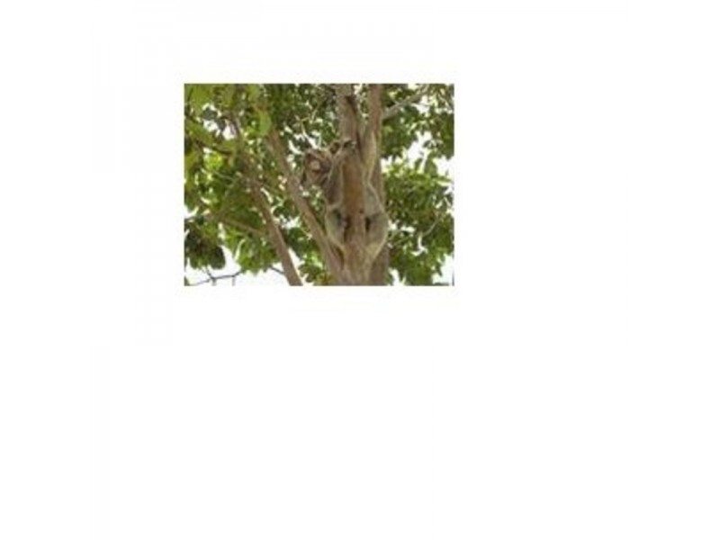 Lot 545 Marsupial Drive, Pottsville NSW 2489
