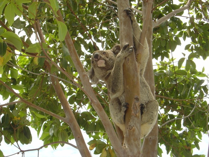 Lot / 614 Lomandra Avenue, Pottsville NSW 2489