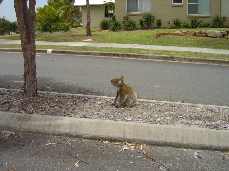 Lot 555 # 8 Echidna Street, Pottsville NSW 2489