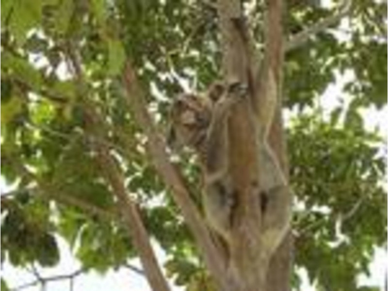 Lot 583 Marsupial Drive, Pottsville NSW 2489