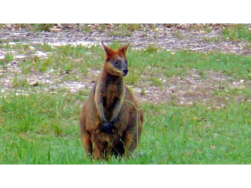 13 Elfran Avenue, Pottsville NSW 2489