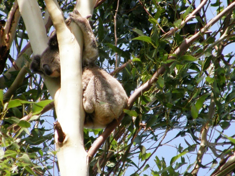 12 Marsupial Drive, Pottsville NSW 2489