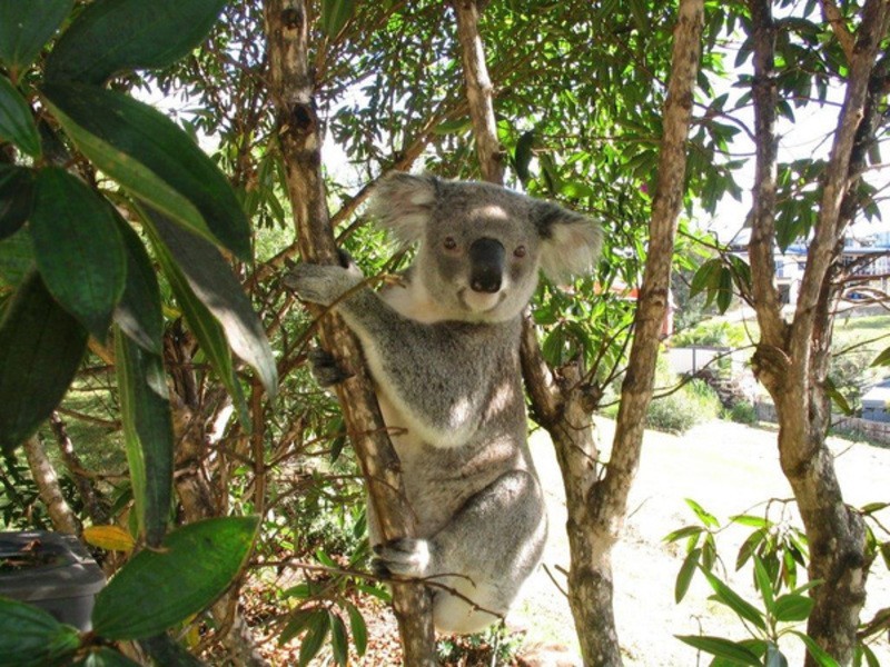 Lot 304 Sassafras Street, Pottsville NSW 2489