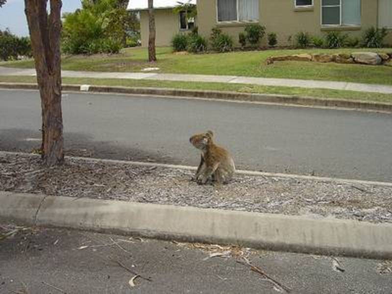 Lot 325 # 3 Hibbertia Court, Pottsville NSW 2489