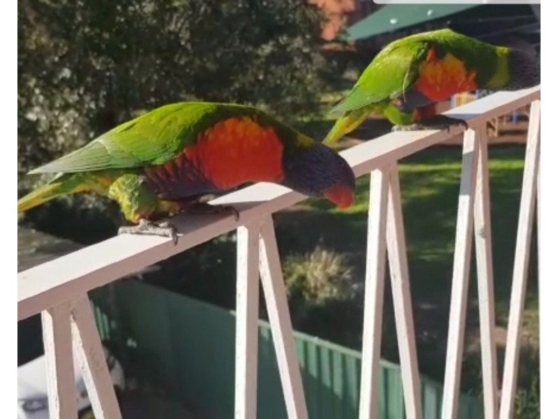 8/51 MacDonald Street, Lakemba NSW 2195