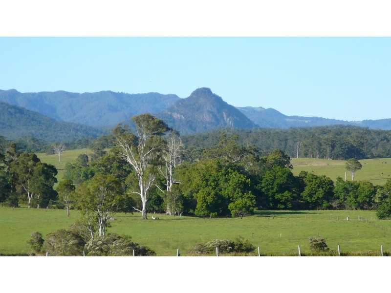 Cedar Party NSW 2429