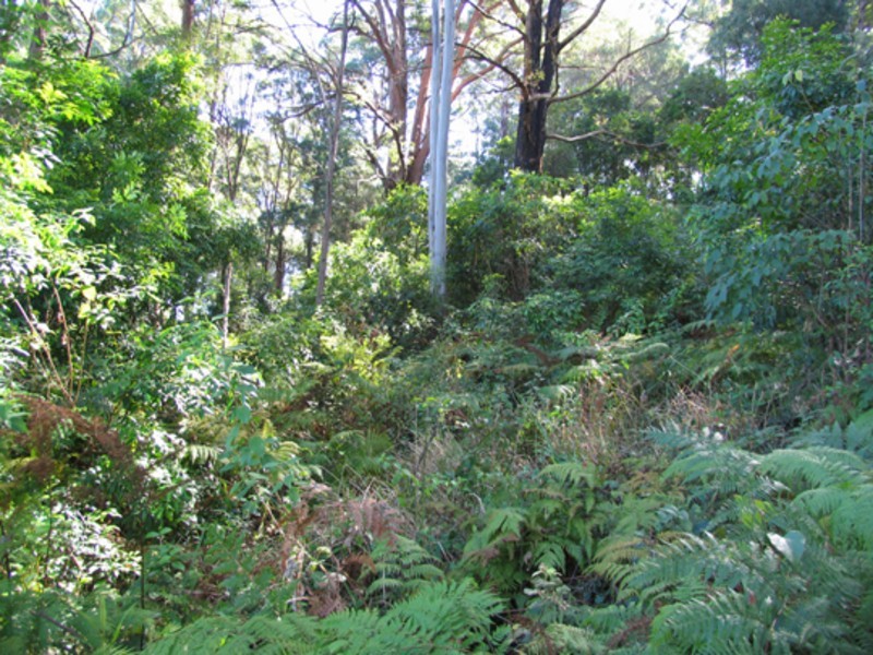 Johns River NSW 2443